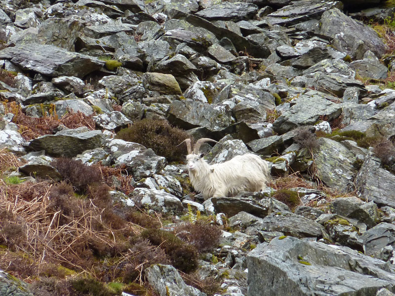 Mountain Animal